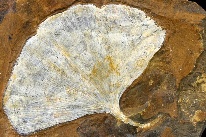 Fossil Ginkgo Leaf From North Dakota - Paleocene #162455